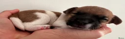 Jack Russell dogs for sale: Jack Russell Puppies - Advert 2