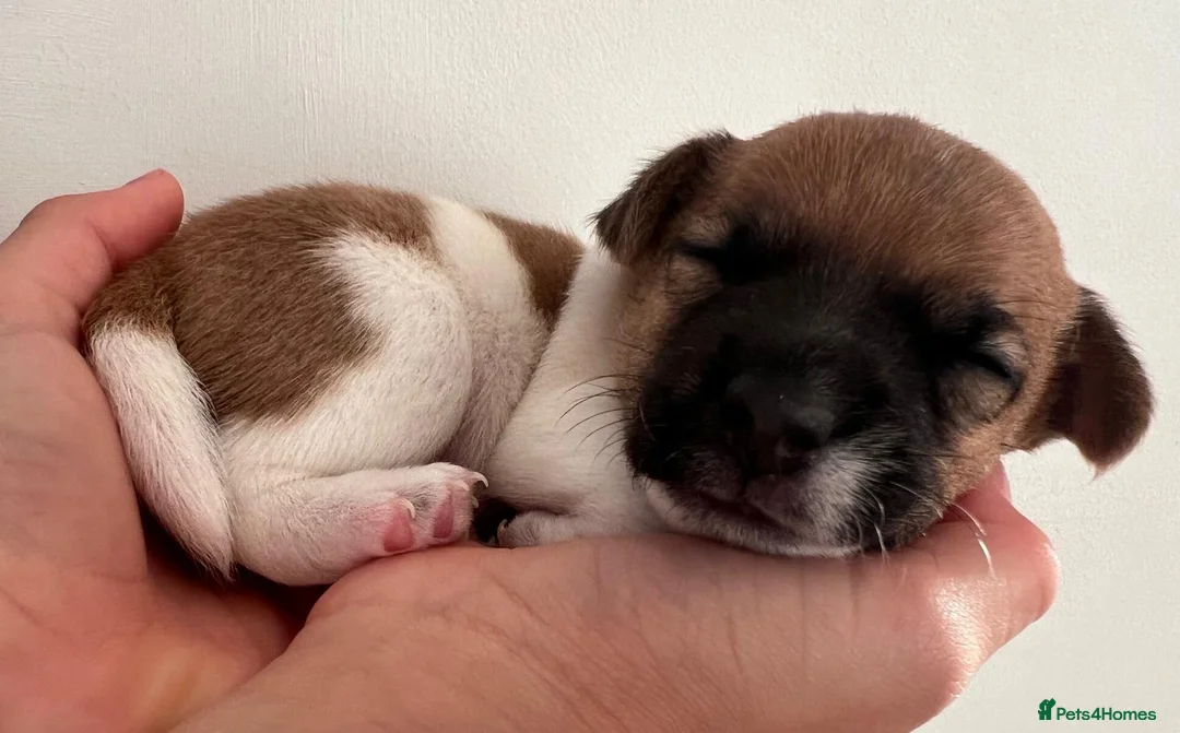 Jack Russell dogs for sale: Jack Russell Puppies - Advert 2