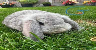 Mini Lop rabbits - Advert 4