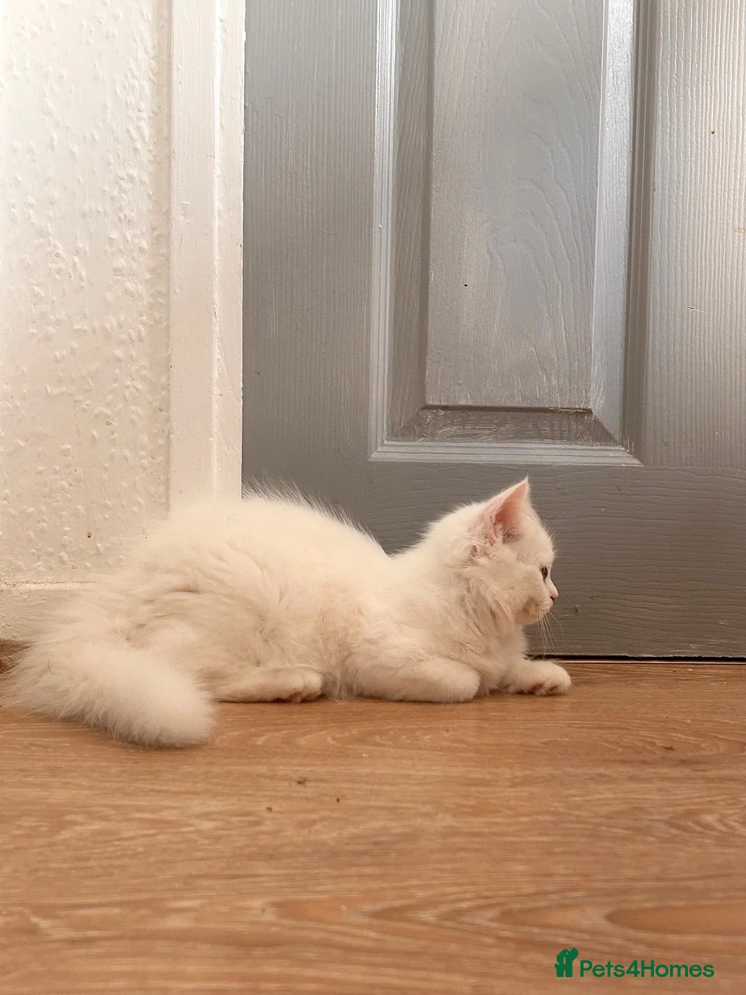 Persian cats for sale: 1 white Persian male left  - Advert 2