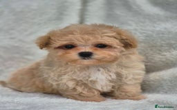 Maltipoo dogs for sale: Amazing Korean/English Teddy bear Maltipoo Puppies - Image 8