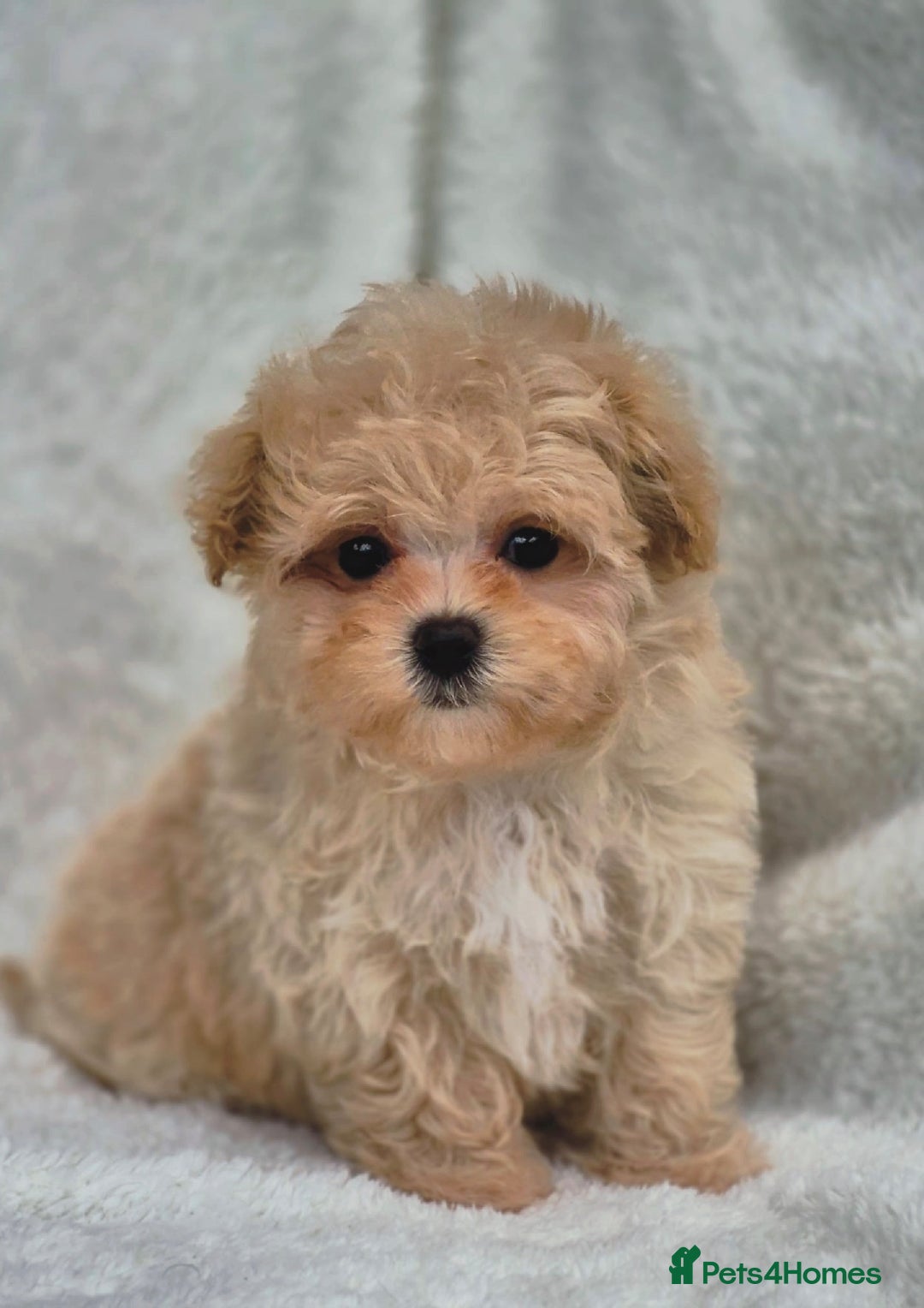 Maltipoo dogs for sale: Amazing Korean/English Teddy bear Maltipoo Puppies - Image 8