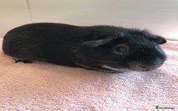 Guinea Pig rodents for sale: Two young Sows and Older boars - Image 9