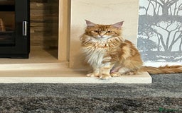 Maine Coon cats for sale: Stunning red and cream maine coons  - Image 5