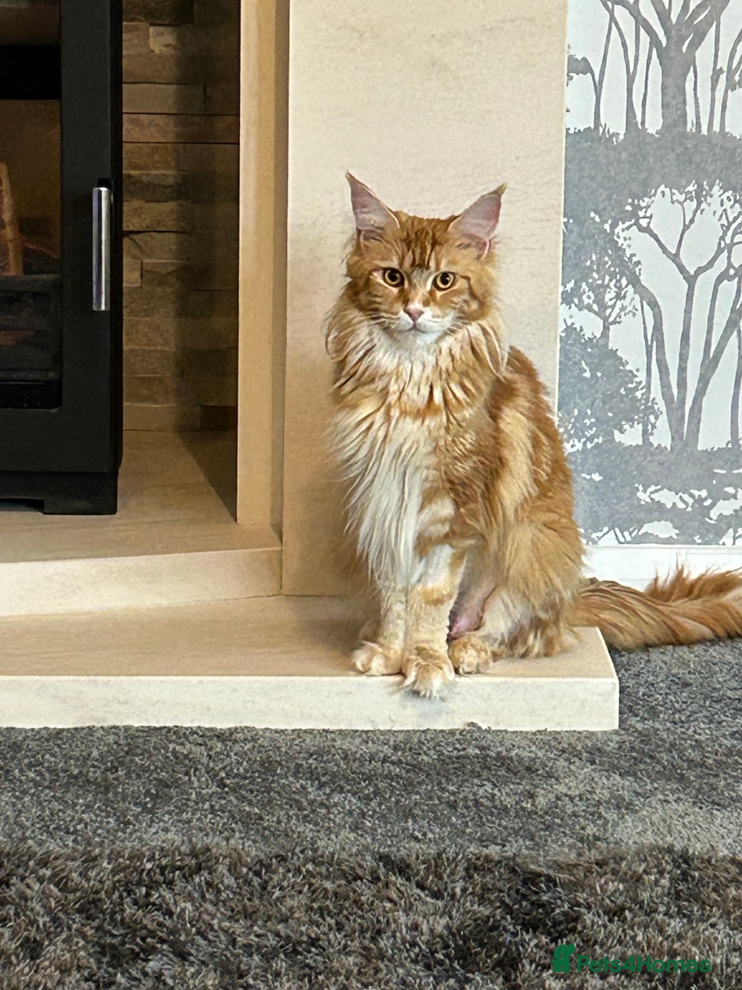 Maine Coon cats for sale: Stunning red and cream maine coons  - Image 5