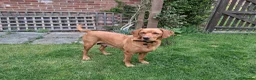Labrador Retriever dogs for sale:  Working Labrador puppies - Advert 3