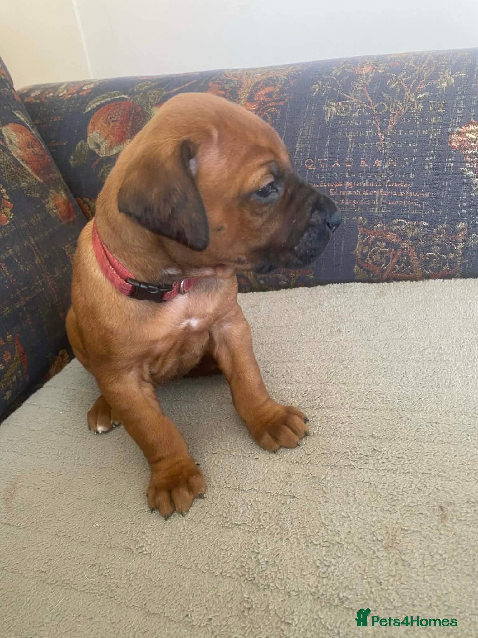 Rhodesian Ridgeback dogs KC reg Ridgeback puppies - Advert 2