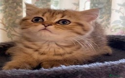 Persian cats for sale: Persian kittens - Image 12