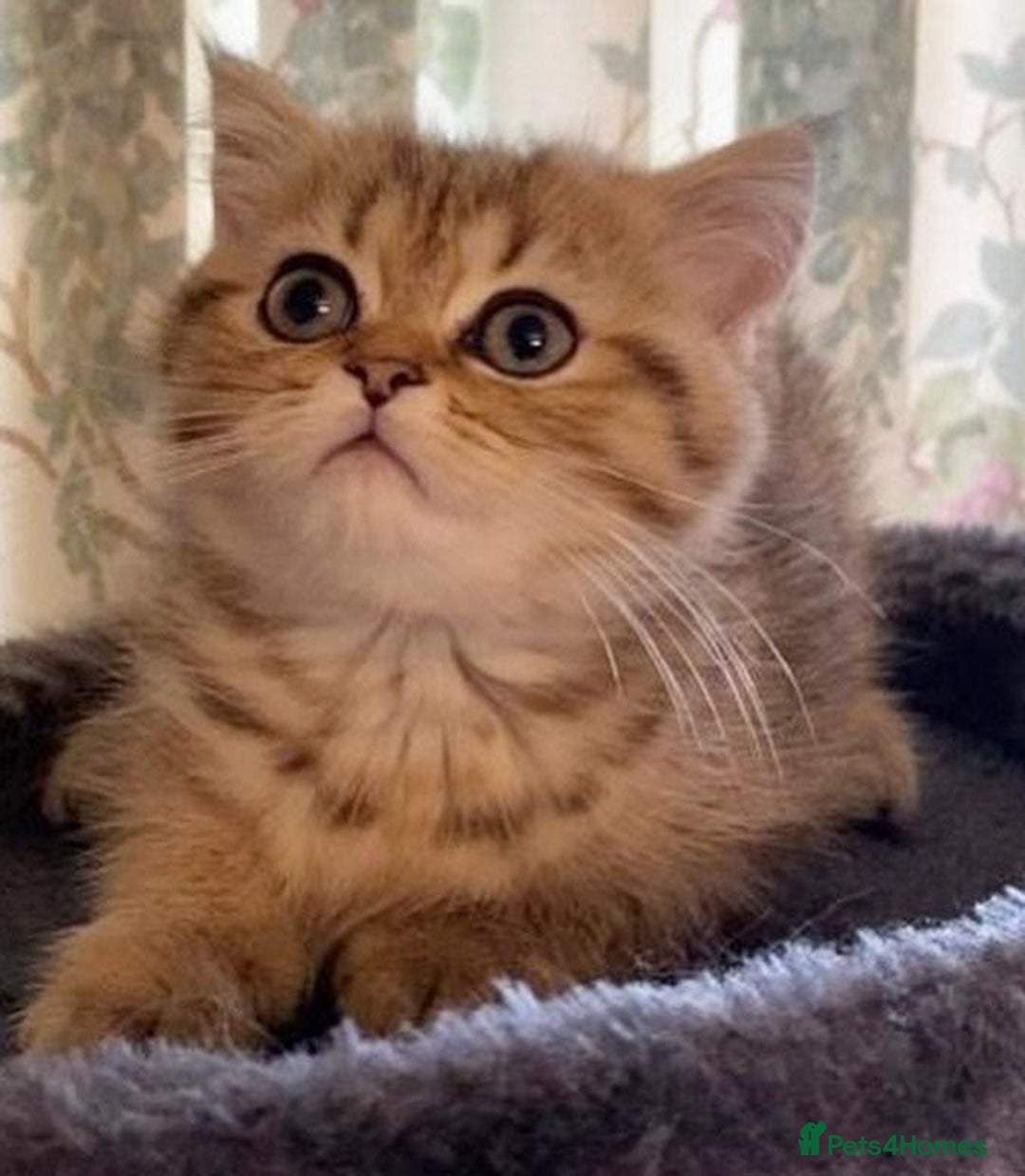Persian cats for sale: Persian kittens - Image 12