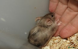 Mouse rodents for sale: Satin, long and short haired varieties  - Image 19