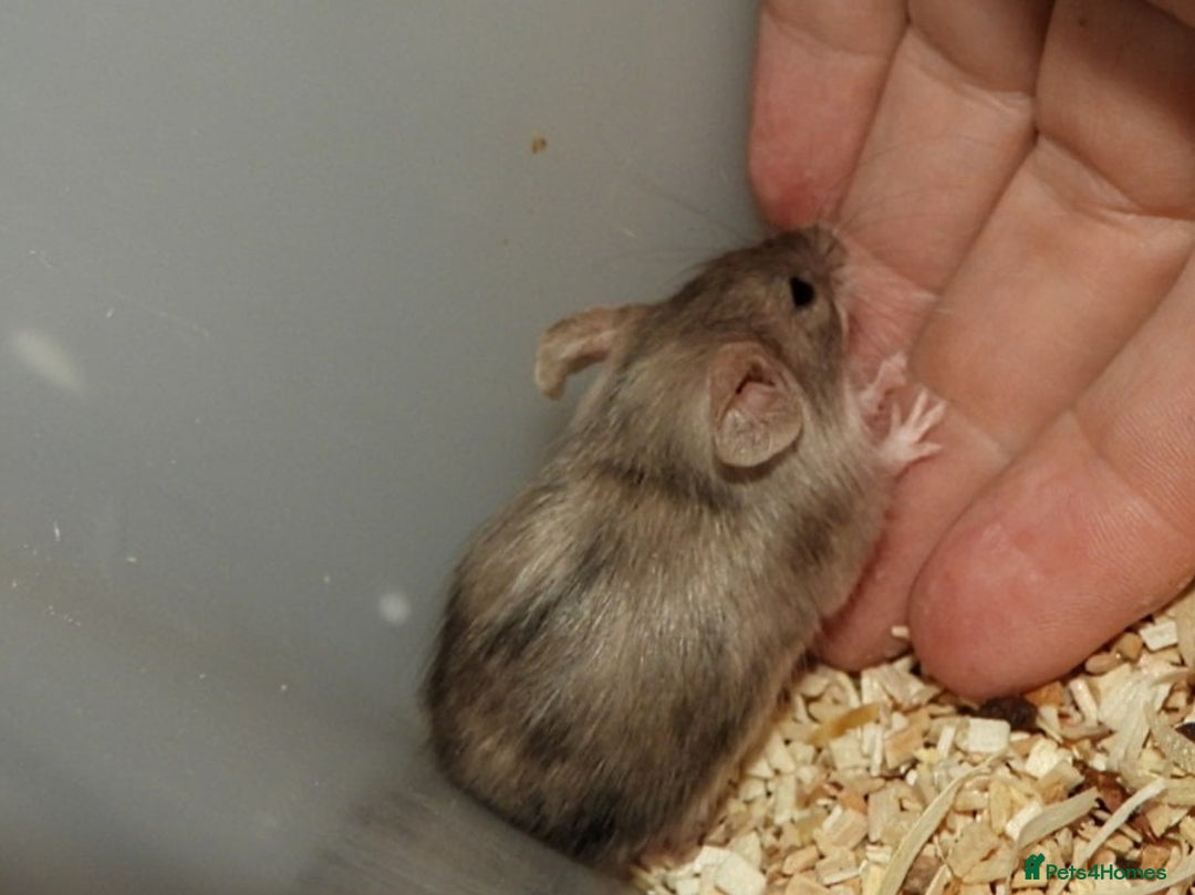 Mouse rodents for sale: Satin, long and short haired varieties  - Image 19