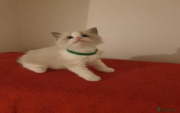 Ragdoll cats for sale: Ragdoll kittens  - Image 4