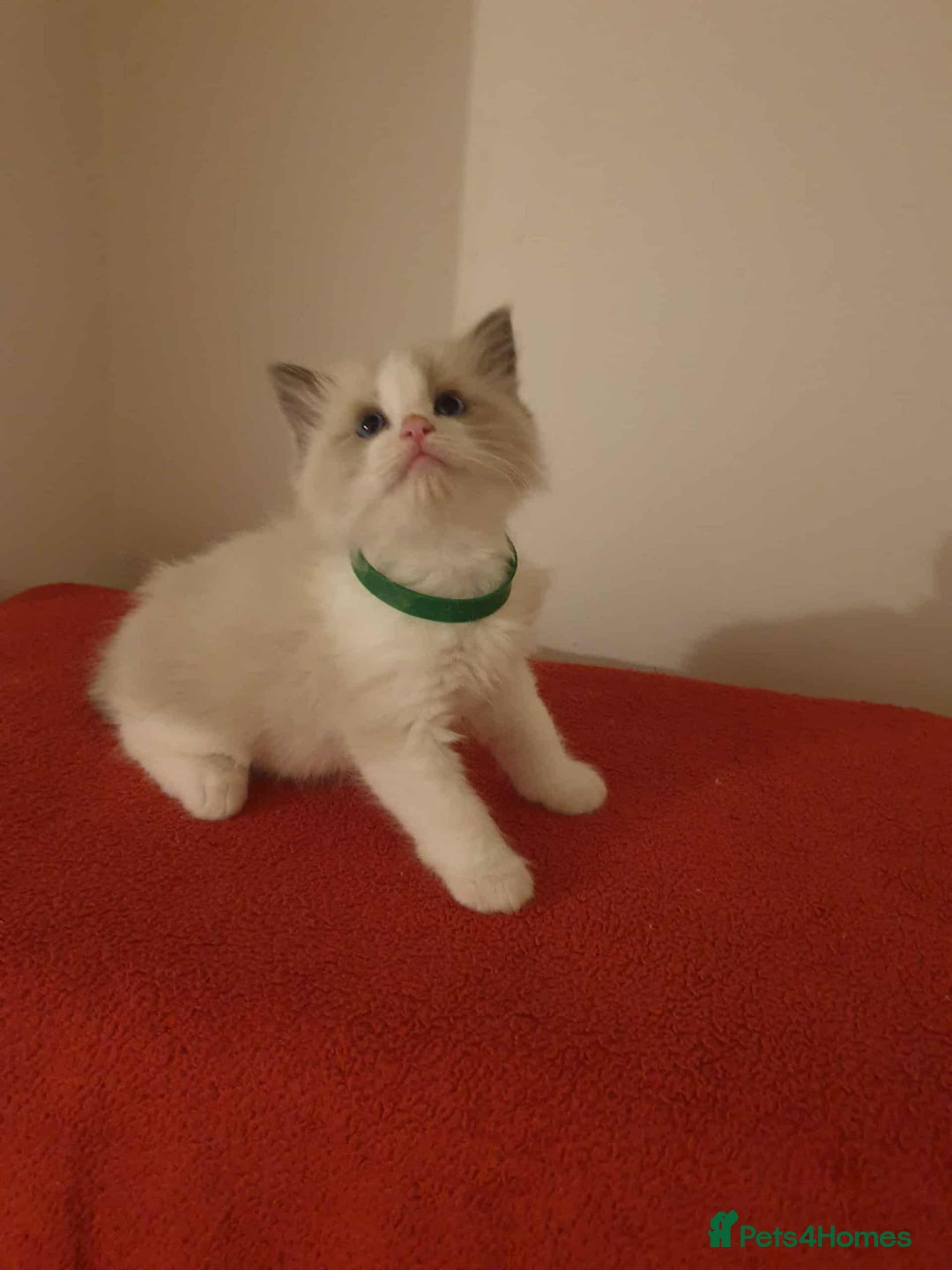 Ragdoll cats for sale: Ragdoll kittens  - Image 4