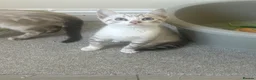 Bengal cats for sale: Bengal kittens  - Advert 6