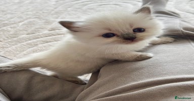 Ragdoll cats - Advert 9