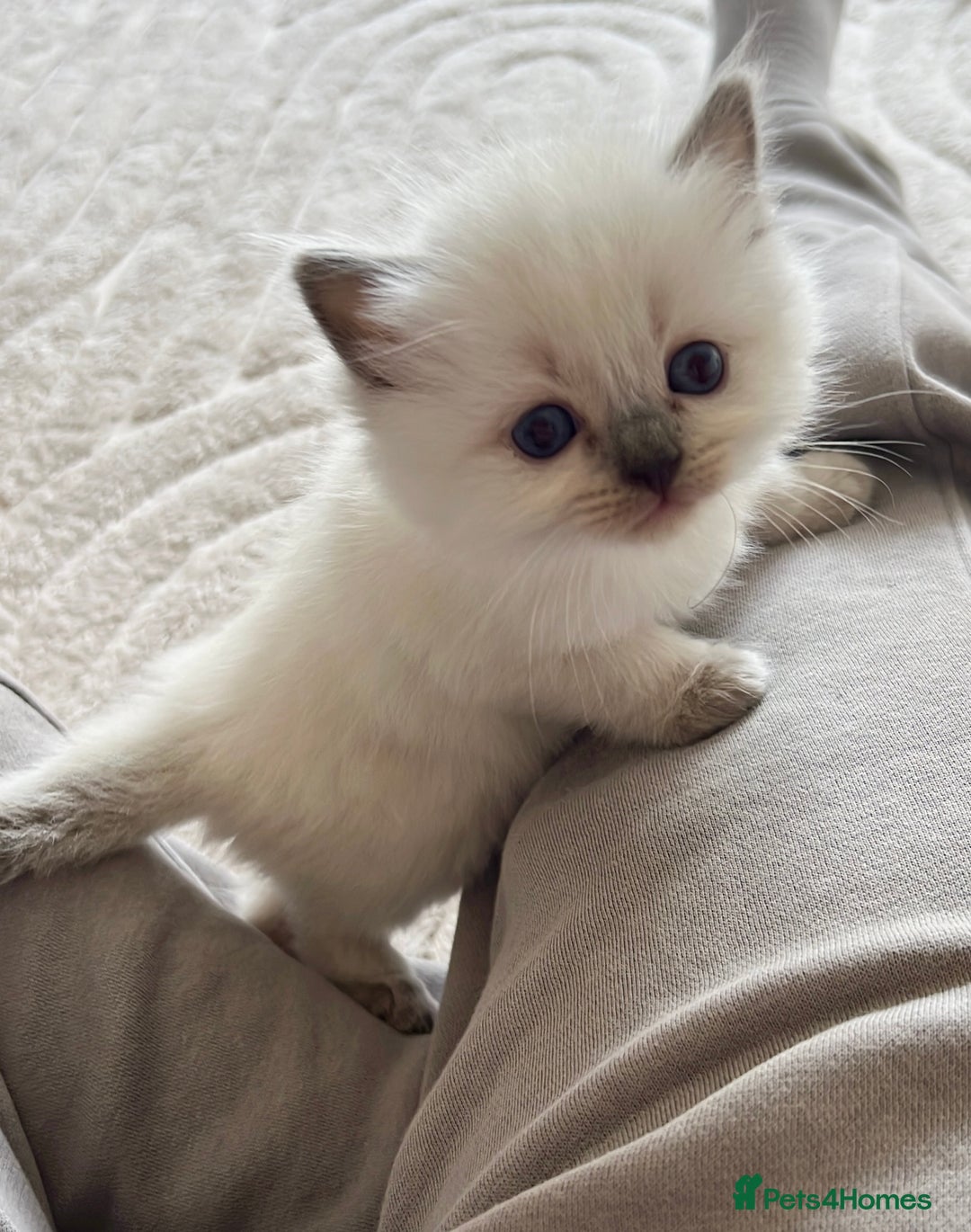 Ragdoll cats for sale: pedigree Ragdoll kittens - champion blood lines  - Image 3