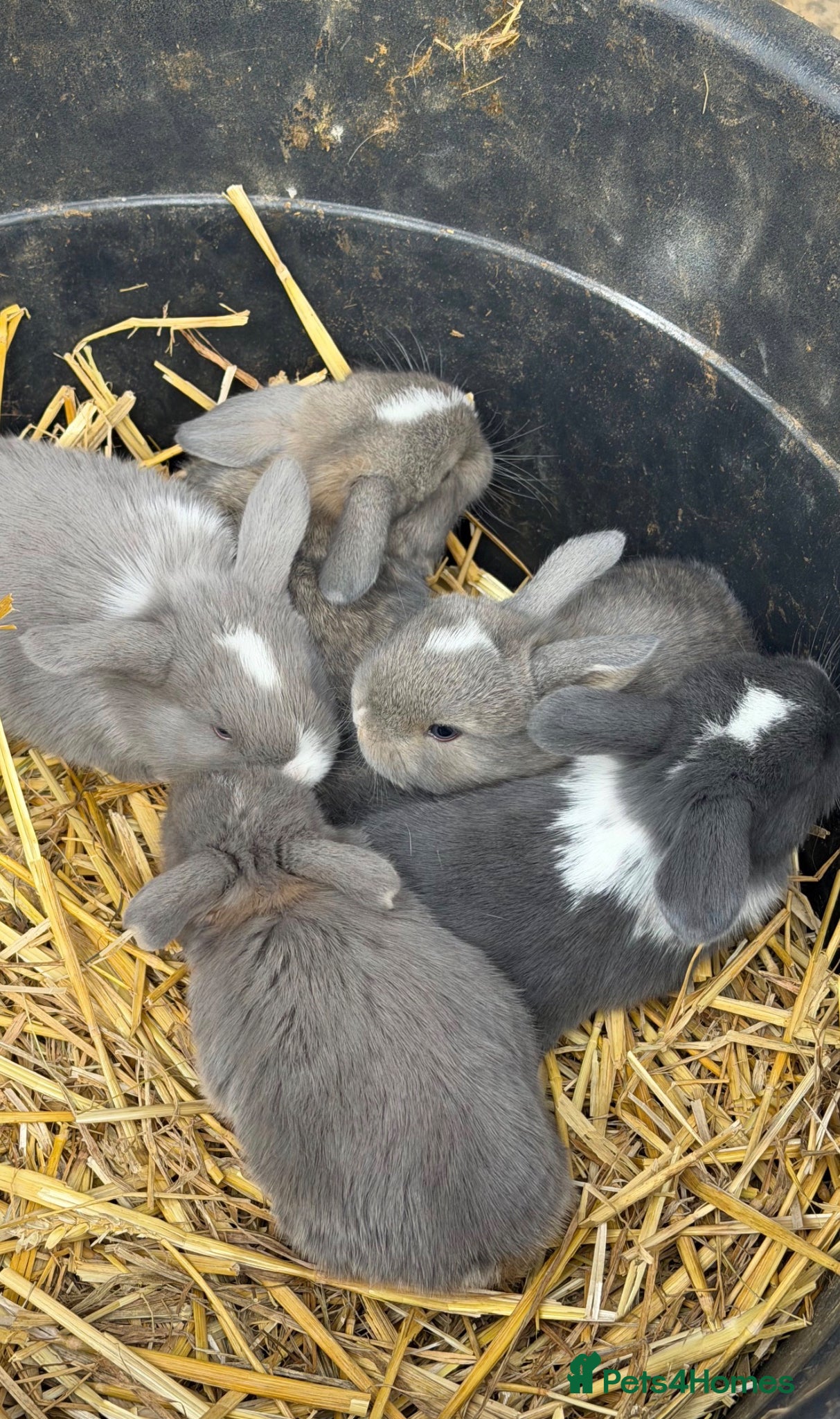Mini Lop rabbits Pure Mini Lop babies - variety of colours + BEW - Advert 1