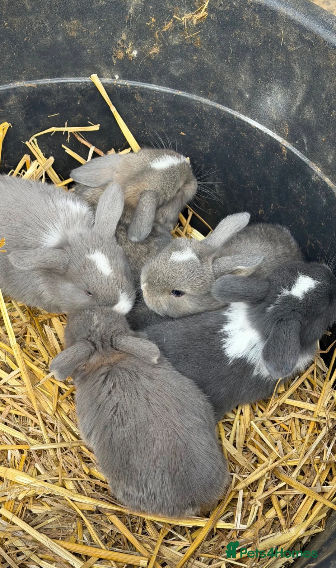 Mini Lop rabbits for sale: Pure Mini Lop babies - variety of colours + BEW in Hemel Hempstead - Advert 1