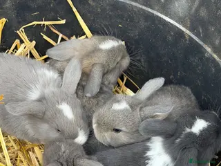 Mini Lop rabbits for sale: Pure Mini Lop babies - variety of colours + BEW - Advert 2