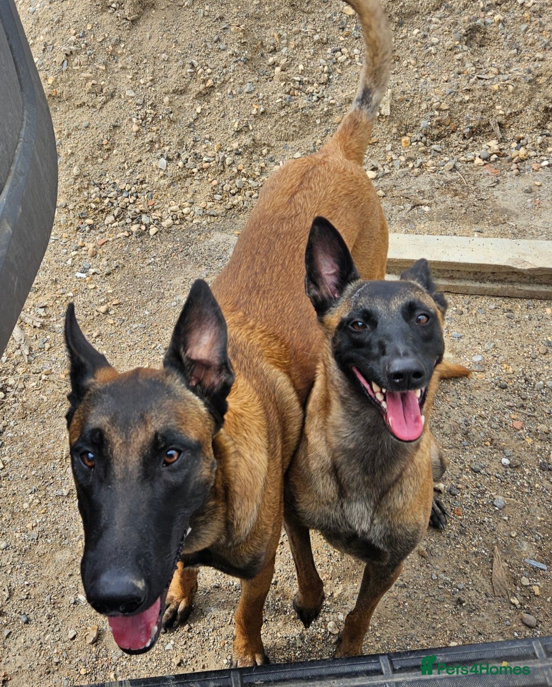 Belgian Shepherd Dog dogs for sale: Belgian Malinois Puppies - Advert 6