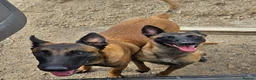 Belgian Shepherd Dog dogs for sale: Belgian Malinois Puppies - Advert 30