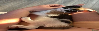 Mixed Breed Kitten 1