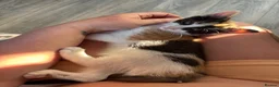 Mixed Breed cats for sale: Beautiful calico kitten READY NOW - Advert 7