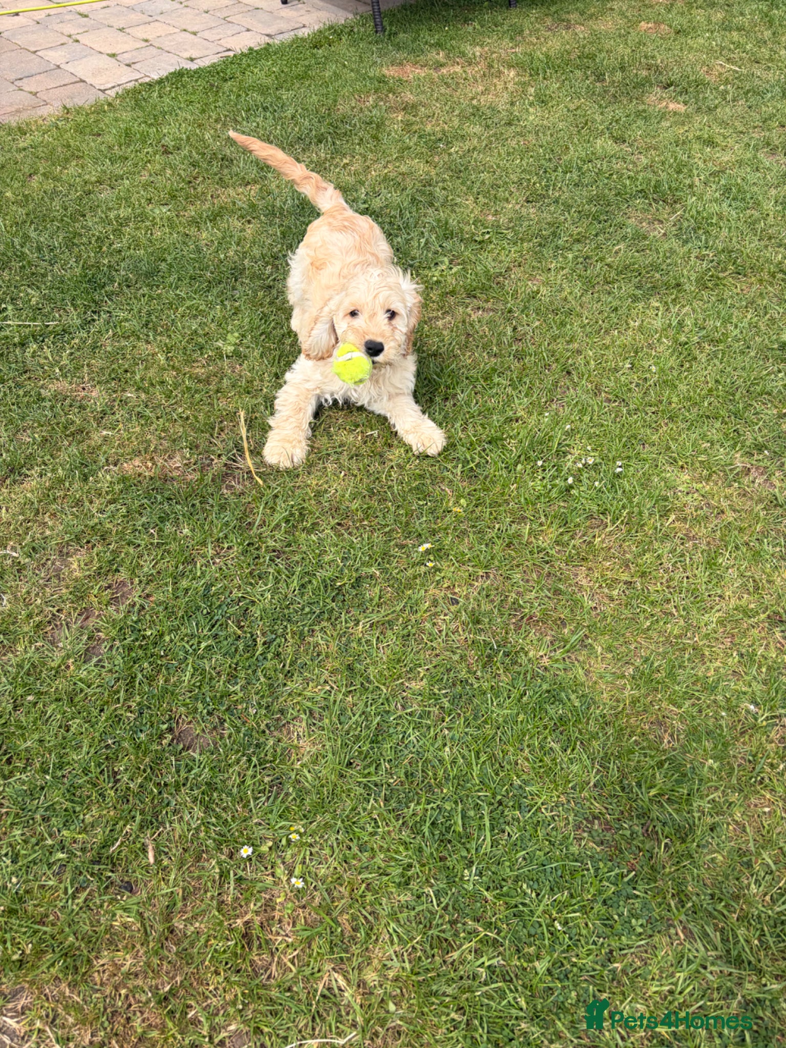 Cockapoo dogs Last boy Cockapoo F1 puppies for sale 🐶💙 - Advert 2