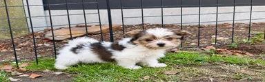 Biewer Terrier 3