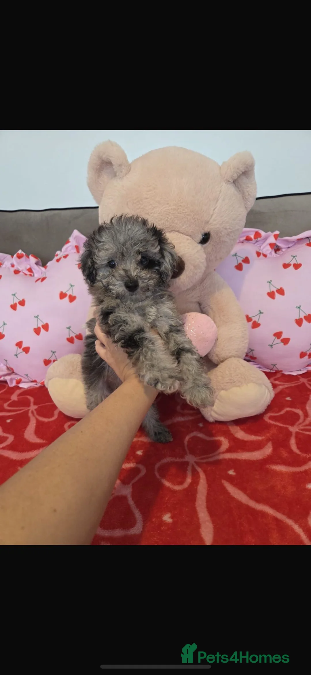 Toy Poodle dogs for sale: Gorgeous littler of x ** mall toy poodles  - Advert 2