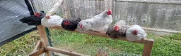 Chickens poultry for sale: 6 Very Tame Bantam Cockerels   - Advert 2