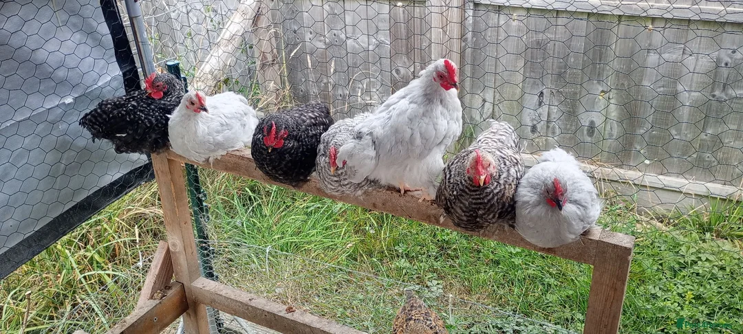 Chickens poultry for sale: 6 Very Tame Bantam Cockerels   - Advert 2