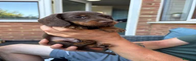 Miniature Dachshund 2