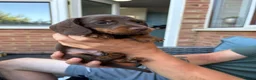 Miniature Dachshund dogs for sale: Miniature dachshund - Advert 17