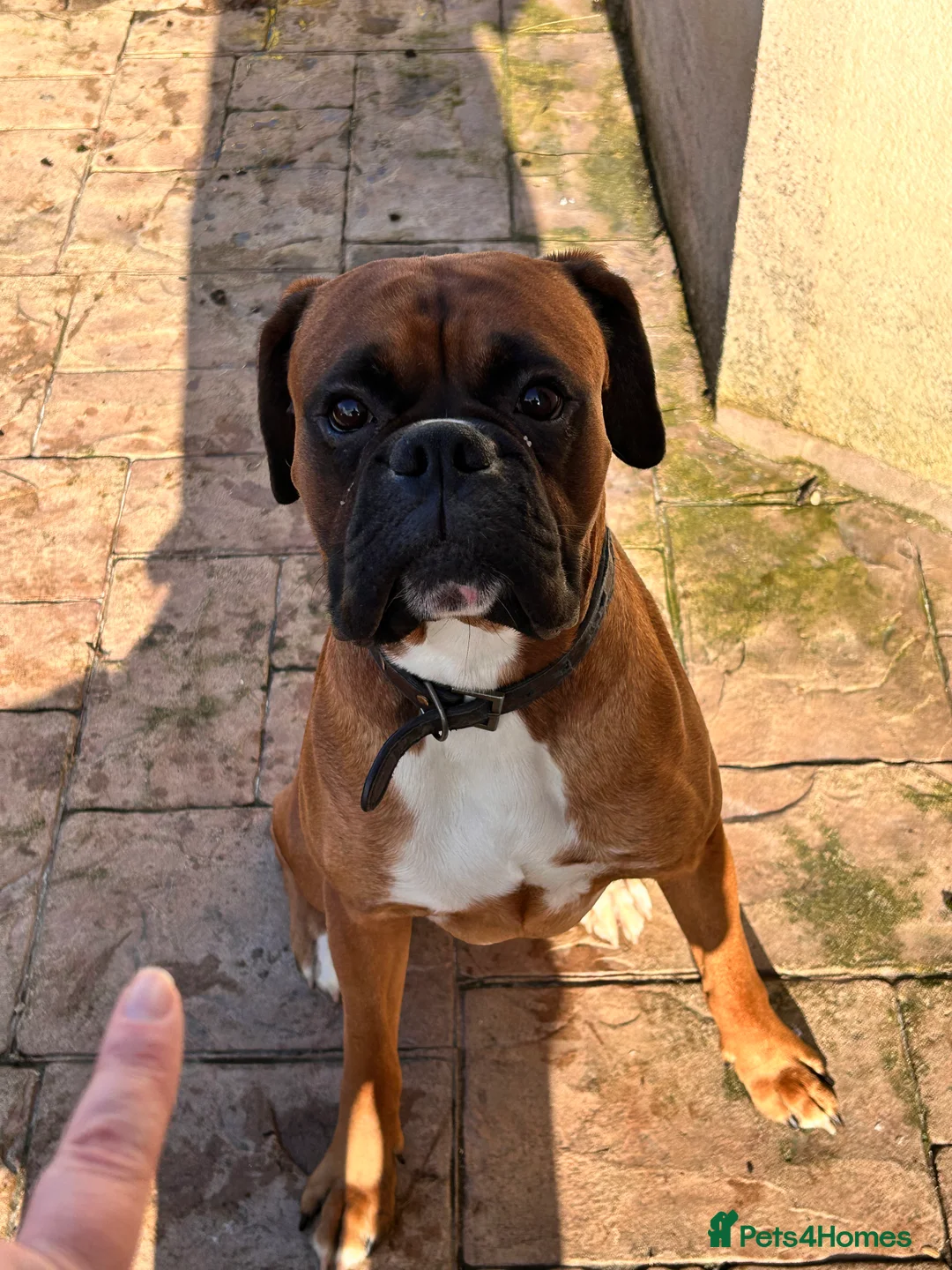 Boxer dogs for stud: Proven Handsome KC reg boxer-Heart score 0 in Tredegar - Advert 7