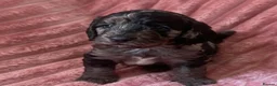 Cockapoo dogs for sale: F1 Cockapoo puppies - Advert 4
