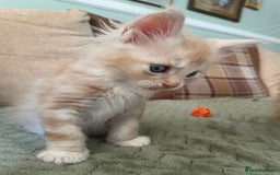 Maine Coon cats for sale: Maine coon babies  - Image 10