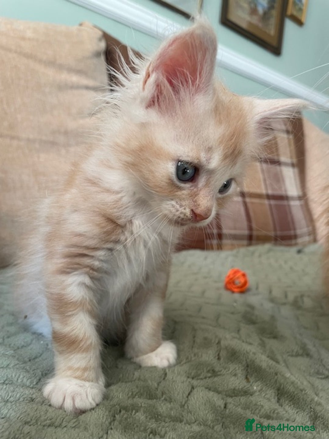 Maine Coon cats for sale: Maine coon babies  - Image 10