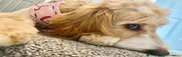 Mixed Breed dogs for sale: Male Cockapoo Puppy - Advert 8