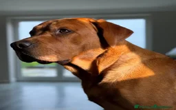 Labrador Retriever dogs for sale: Exceptional KC Reg Labradors – Black & Fox Red - Image 8