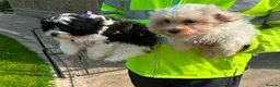 Shihpoo dogs for sale: Small Shih-poo Puppies - Advert 6