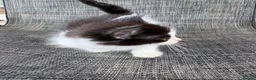 Mixed Breed cats for sale: Beautiful female kitten - Advert 3