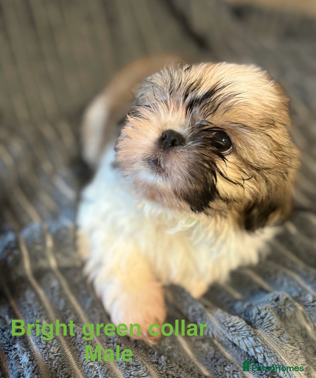 Shih Tzu dogs for sale: Imperial shih-tzu puppy’s for sale  - Image 5