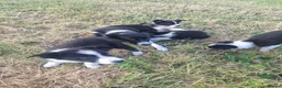 Border Collie dogs for sale: Gorgeous little border collies puppies - Advert 4