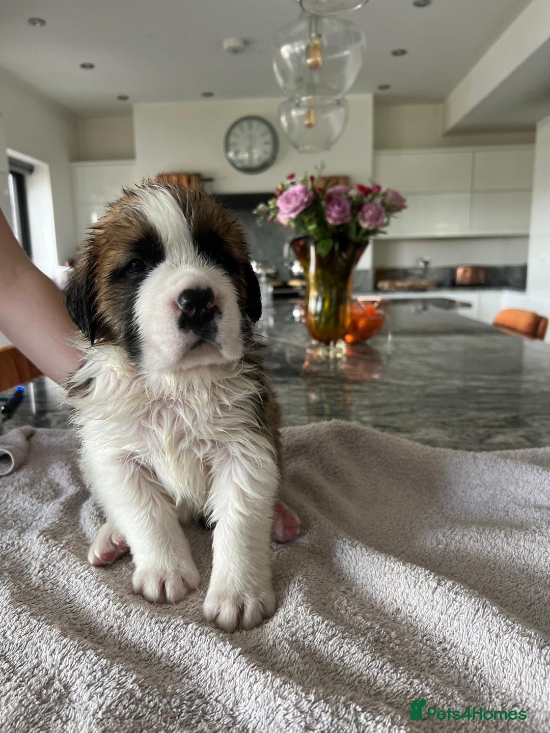 Saint Bernard dogs for sale: KC Registered St. Bernards For Sale! - Image 8