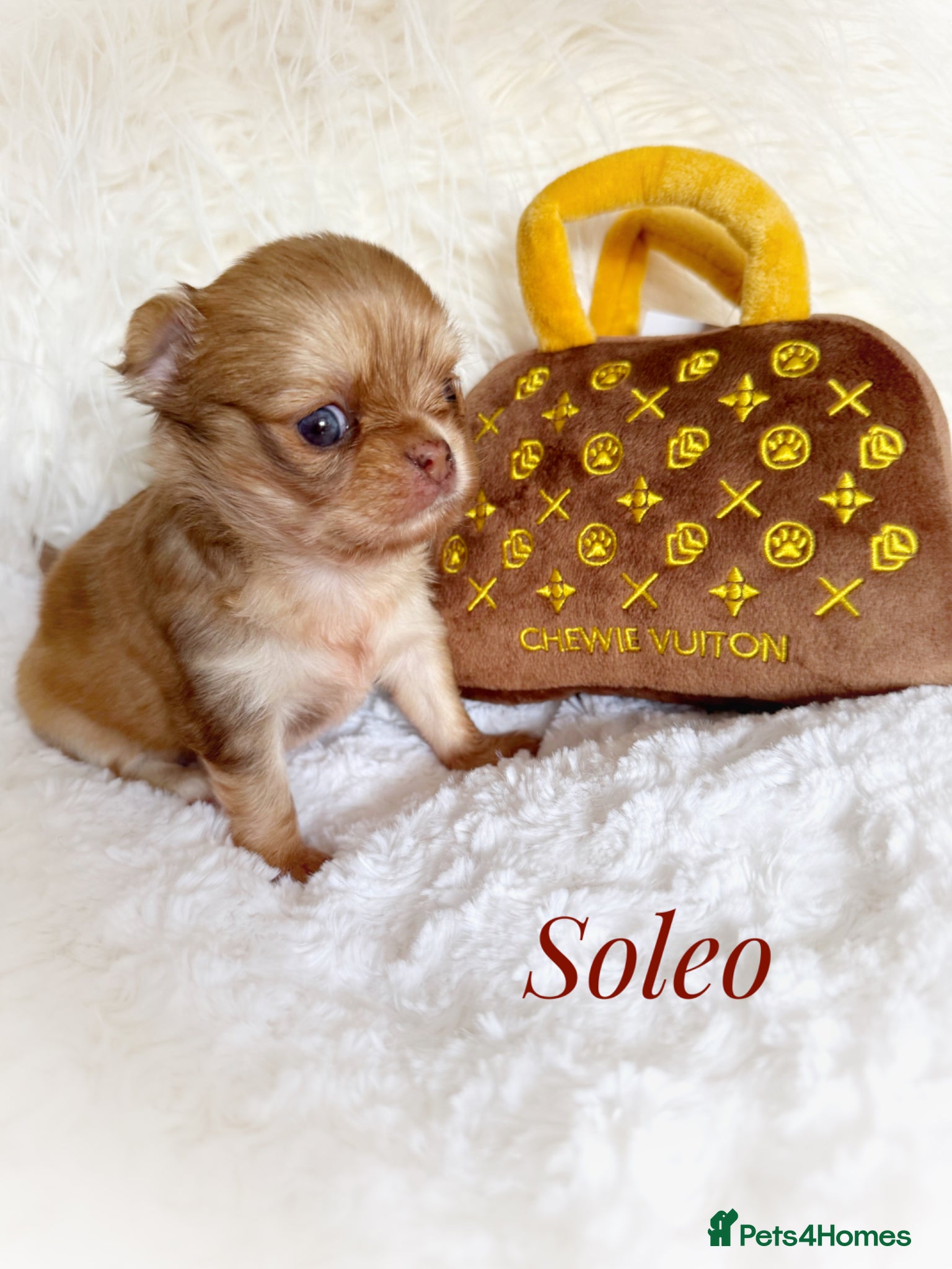 Chihuahua dogs Chihuahua puppies chocolate merle  - Advert 2