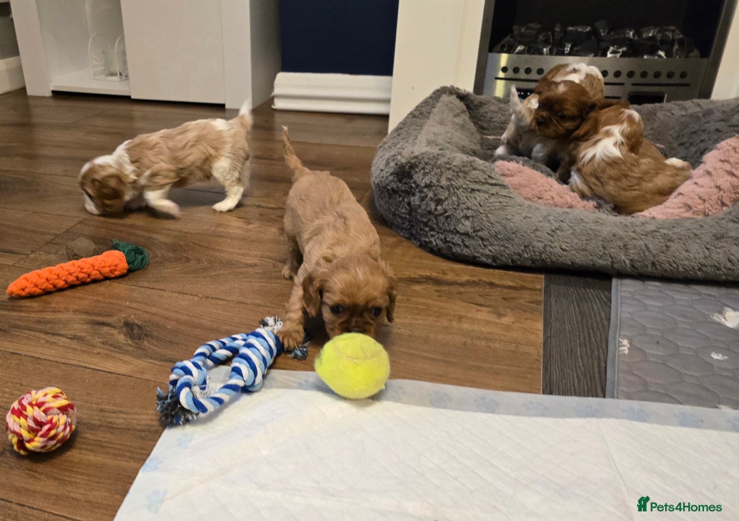 Cavalier King Charles Spaniel dogs for sale: Beautiful KC Registered. Health Tested Parents. - Advert 16