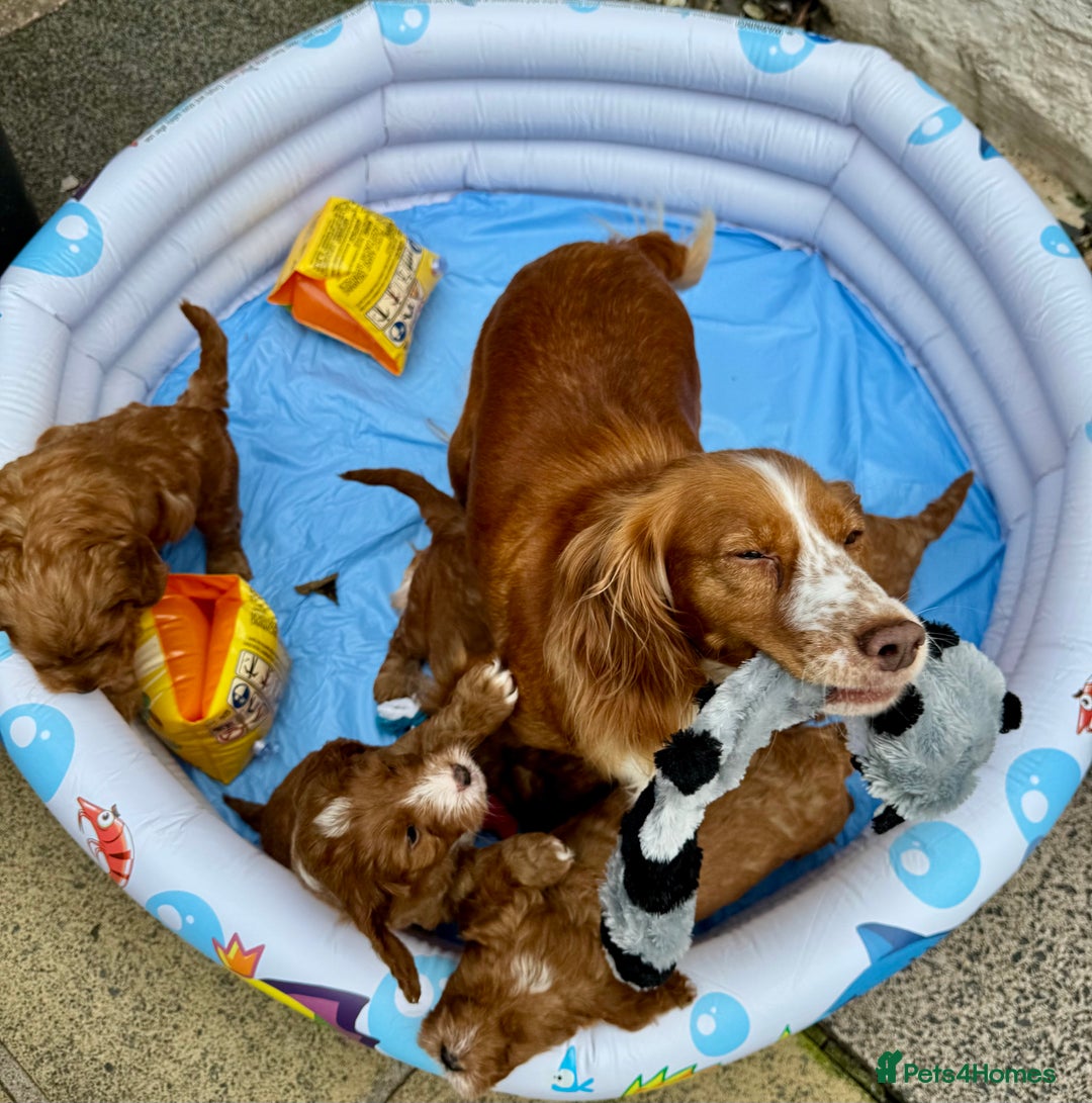 Cockapoo dogs for sale: F1 Toy Cockapoo’s in richest red ❤️ - Image 28