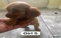 Cocker Spaniel dogs for sale: OUT STANDING GOLDEN SHOW TYPE COCKER SPANIEL  - Image 26