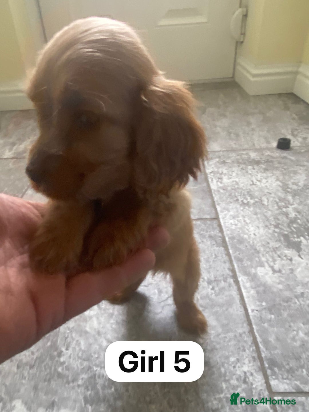 Cocker Spaniel dogs for sale: OUT STANDING GOLDEN SHOW TYPE COCKER SPANIEL  - Image 26